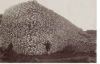 bison-extinction-pdf