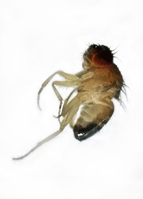 Gracie-drosophilia-fly